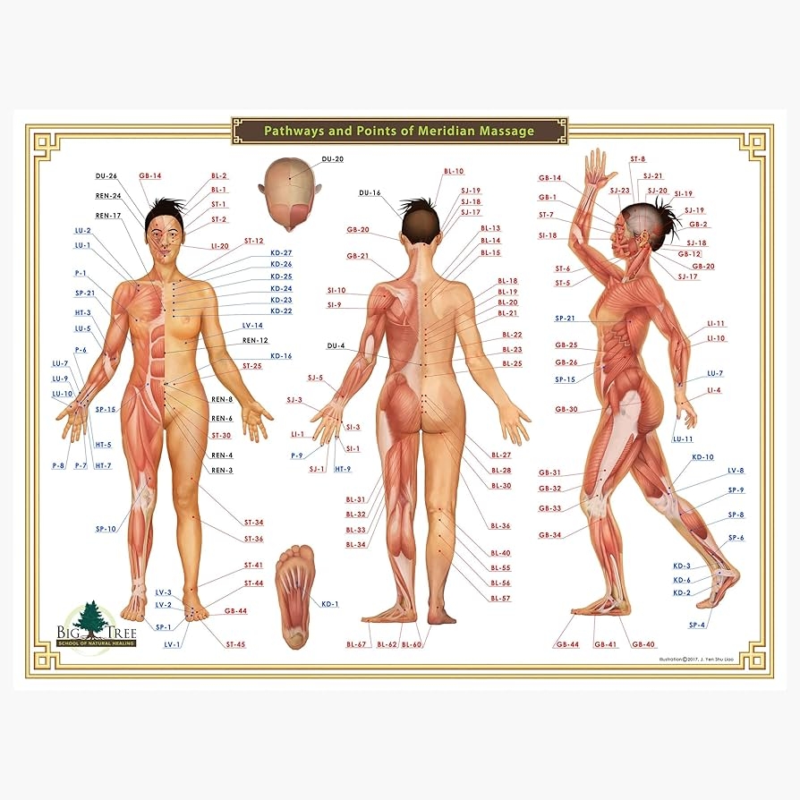 Amazon Cindy Black Acupressure Chart 12 Meridians Pressure Points Guide For Reflexology Massage Energy Healing And Holistic Wellness J Yen Shu Liao Office Products