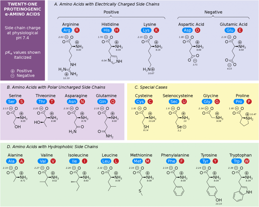 Amino Acid Chart ChemTalk Amino Acid Chart ChemTalk