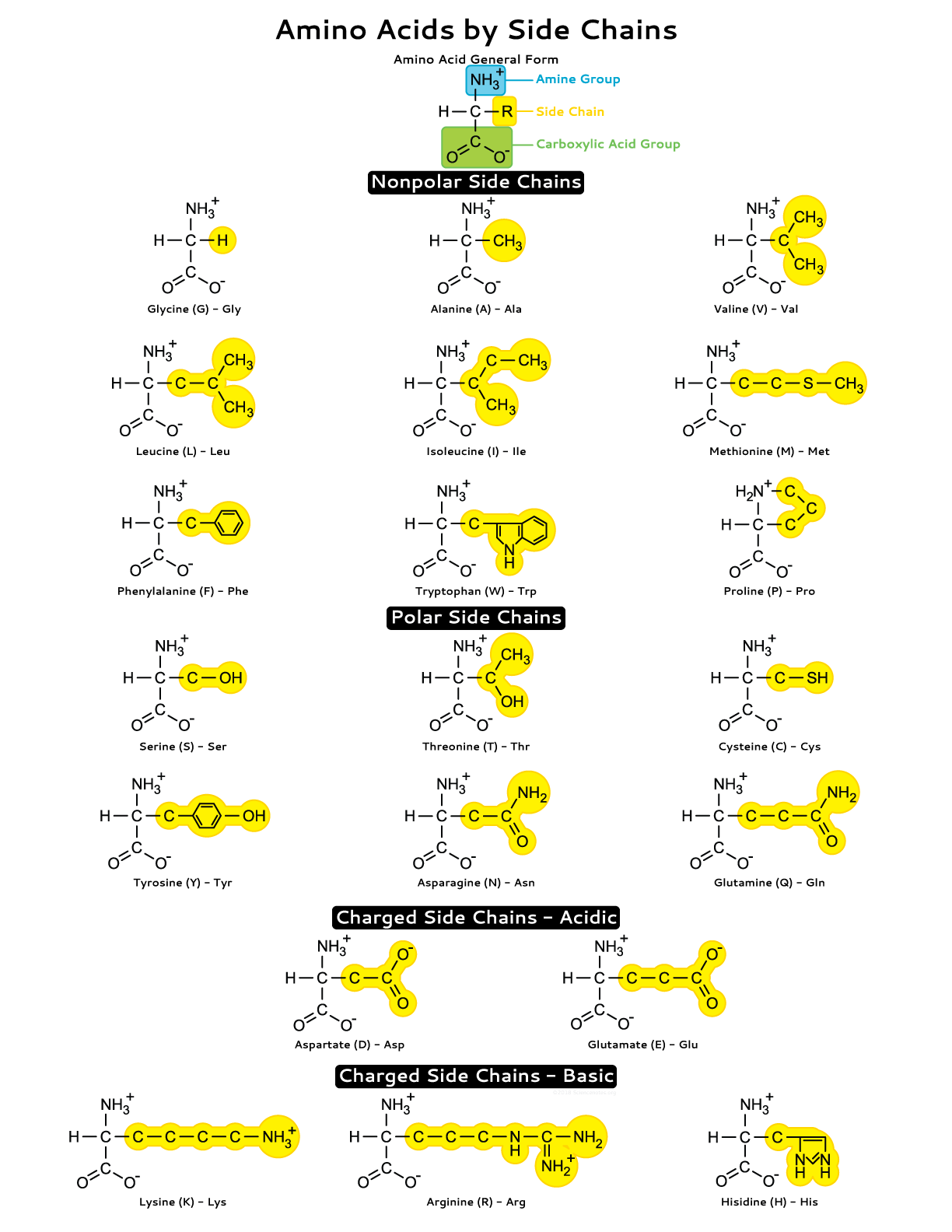 Amino Acid Side Chains Study Sheet Amino Acid Side Chains Study Sheet