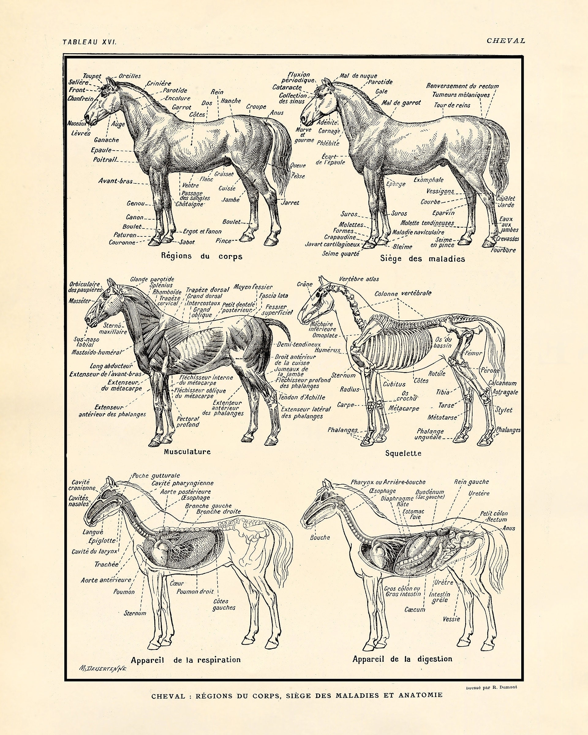 Anatomy Posters For Walls Large Equine Internal Anatomy Poster Horse Organs Chart Anatomy Laminated Reference Chart