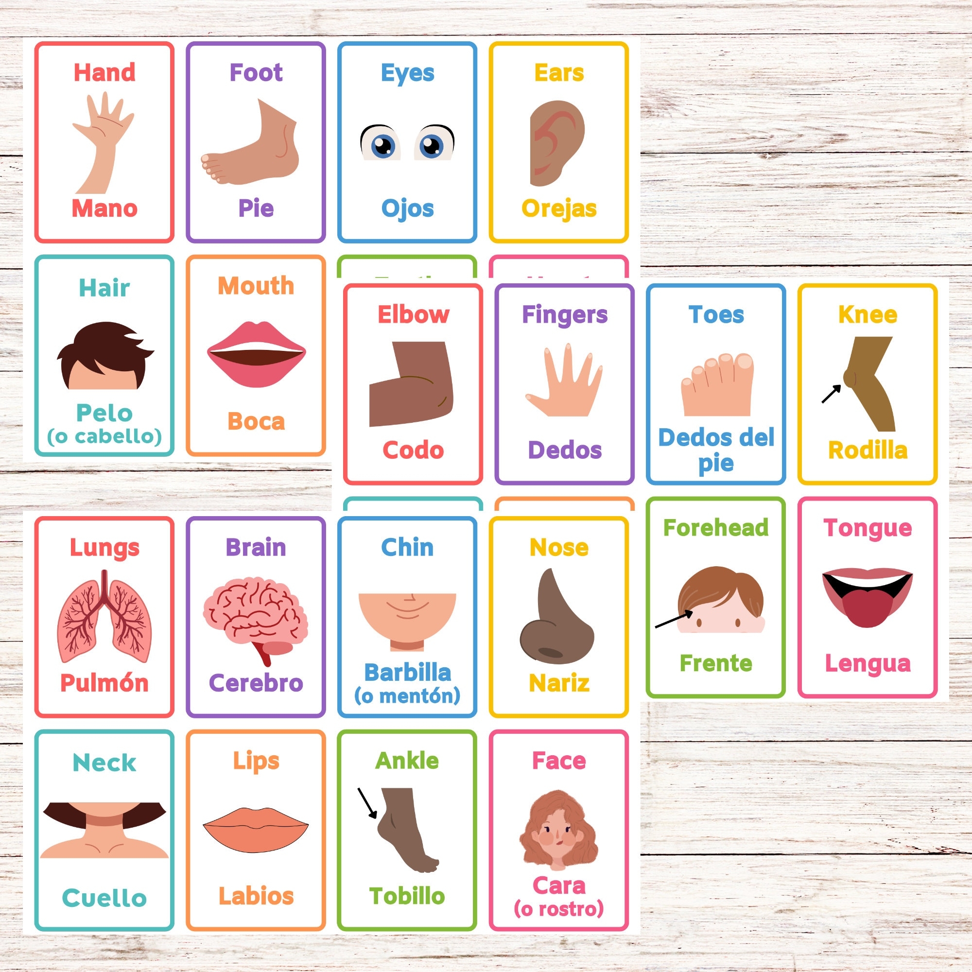 Bilingual Body Parts Flashcards spanish And English Printable Etsy