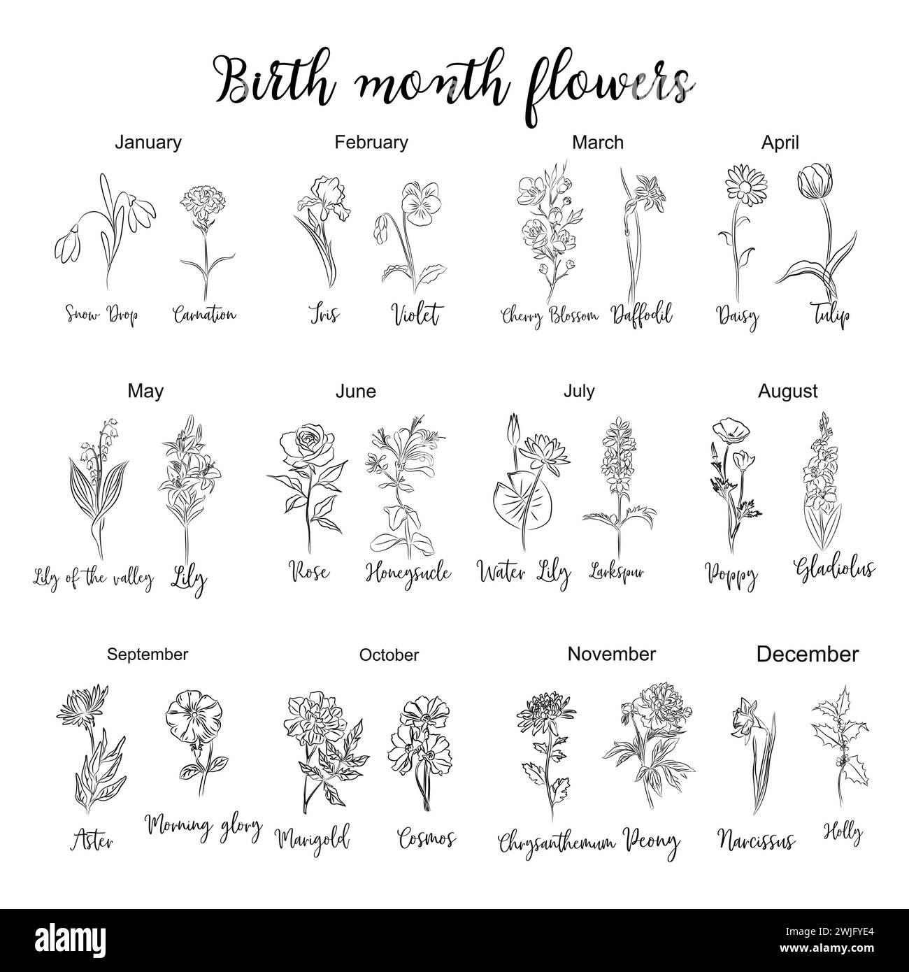 Birth Month Flowers Chart Line Art Drawings Stock Vector Image Art Alamy