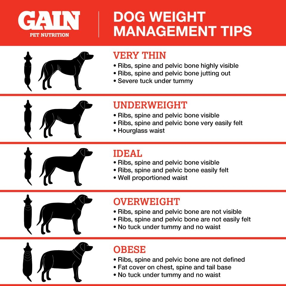 Weight Loss Chart For Dogs