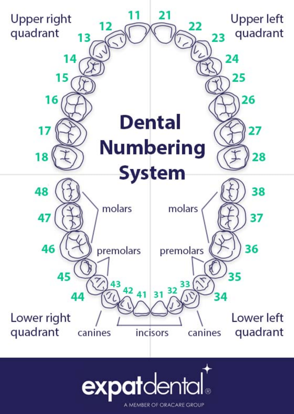 Dental Numbering System Download Printable PDF Templateroller Dental Numbering System Download Printable PDF Templateroller