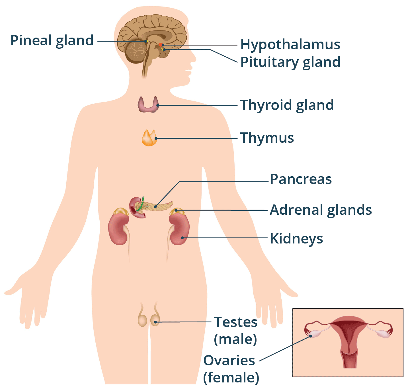 Endocrine Glands And Their Hormones Healthdirect