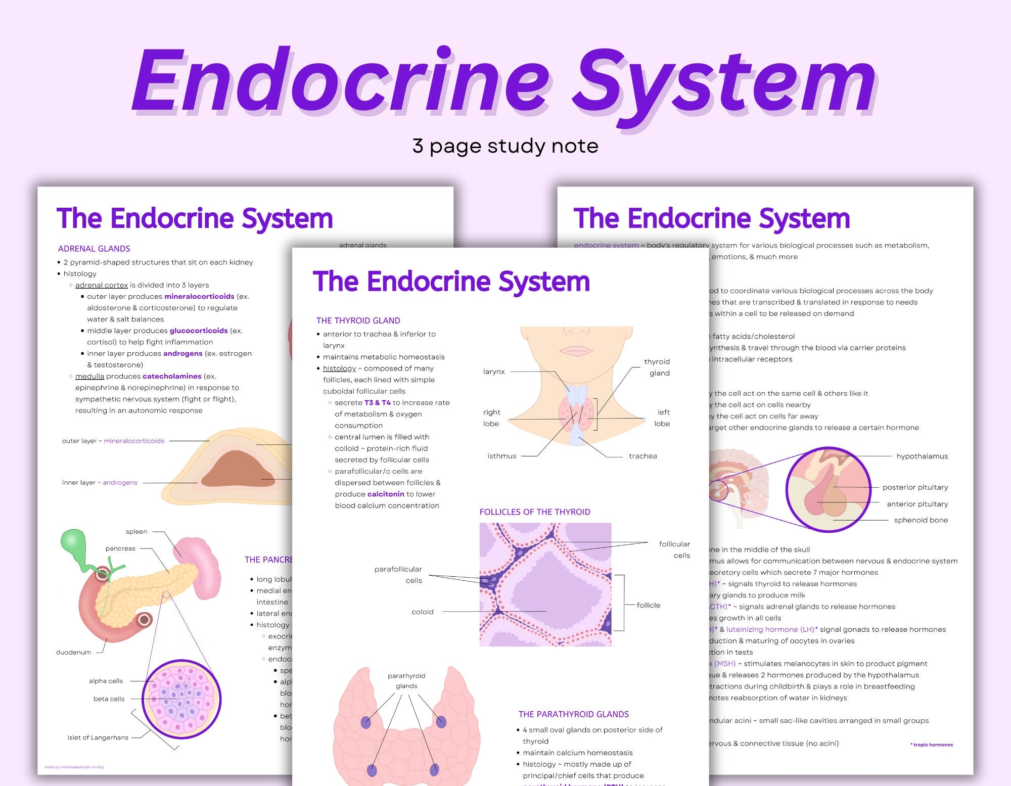 Endocrine System Study Guide Anatomy Hormones Glands PDF Etsy