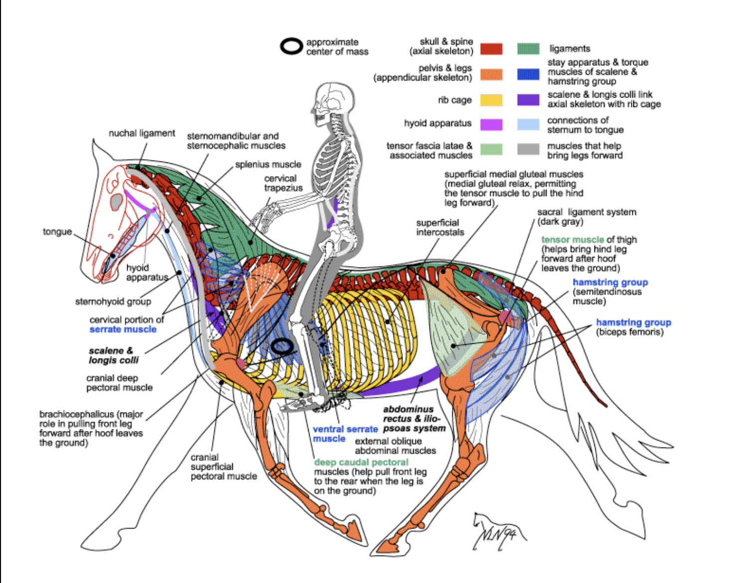 Equine Anatomy Burlington Equine Veterinary Services