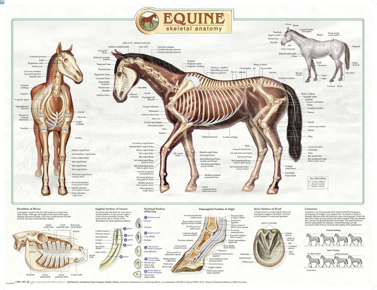 Equine Skeletal Anatomy Laminated Wall Chart LFA 92535 Horse EBay