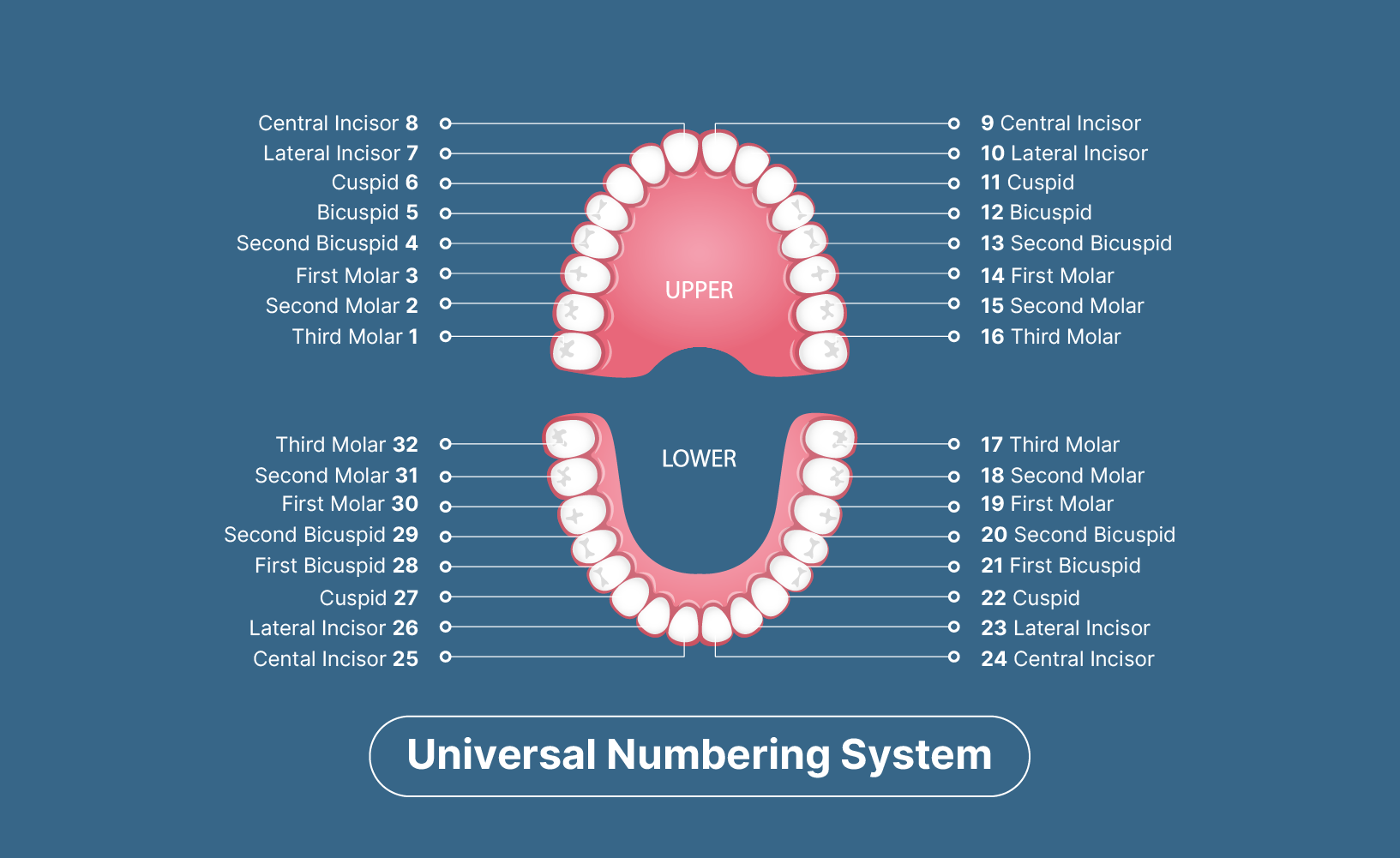 Quadrant Tooth Chart Printable Quadrant Tooth Chart Printable