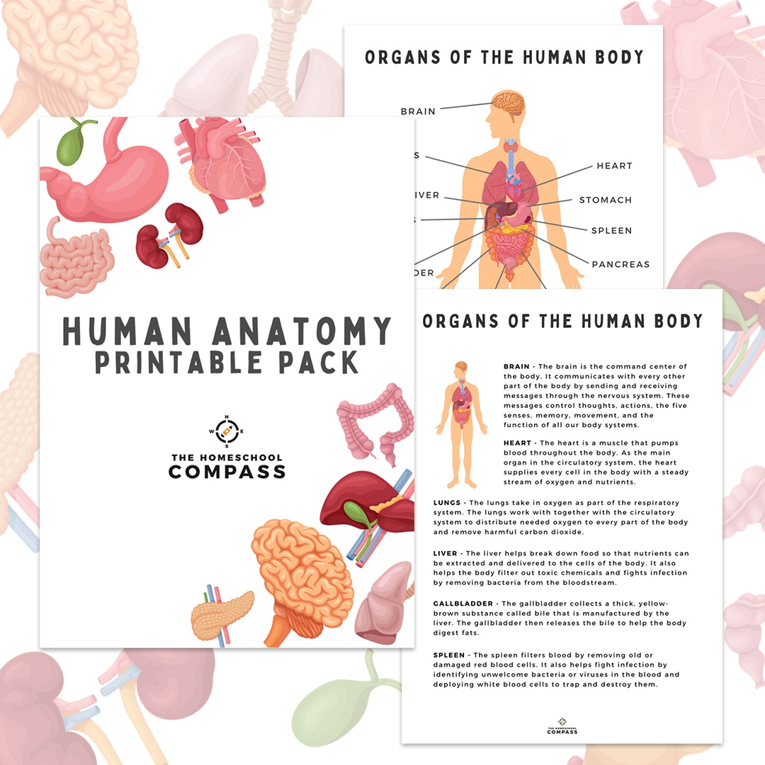 Body Systems Chart Printable