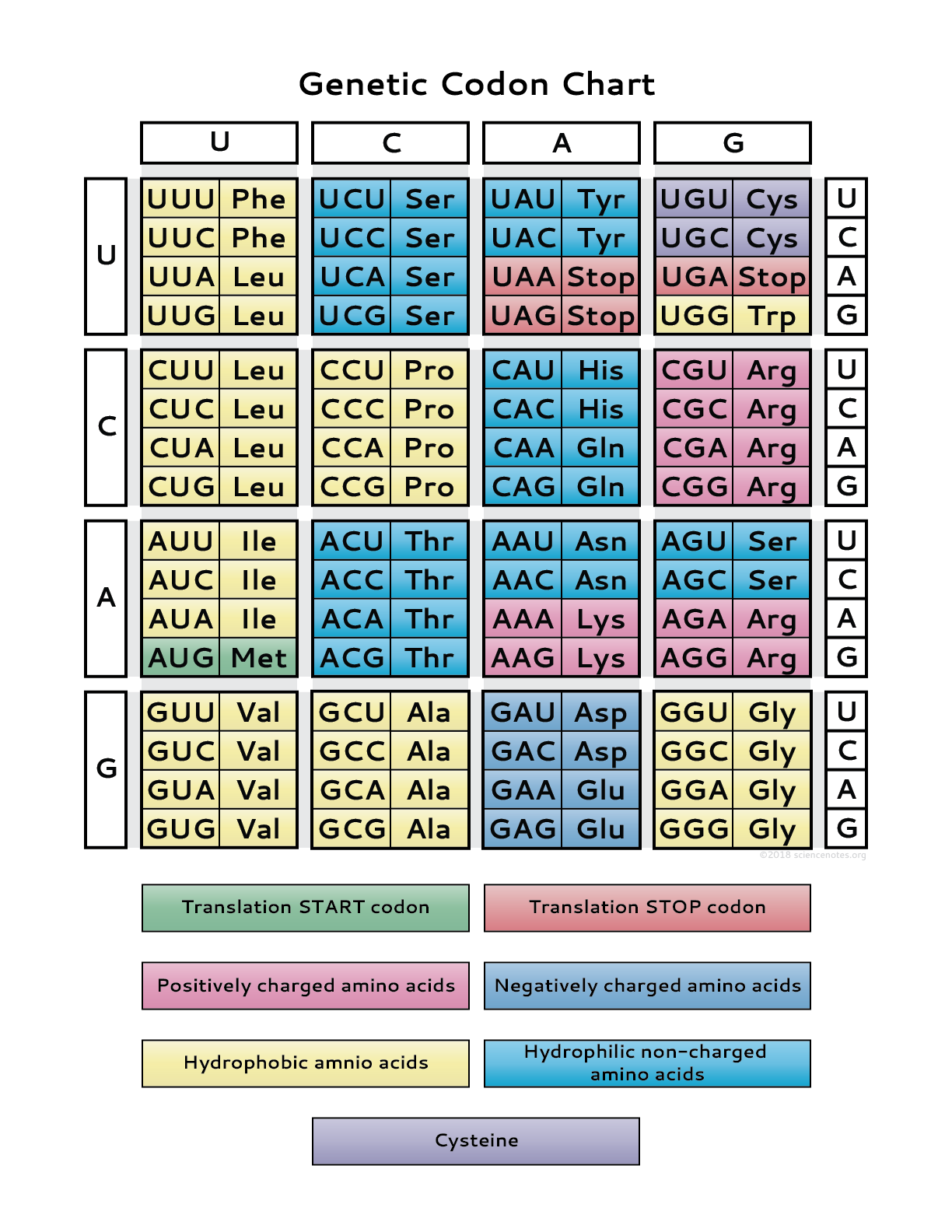 Genetic Code Chart PDF 