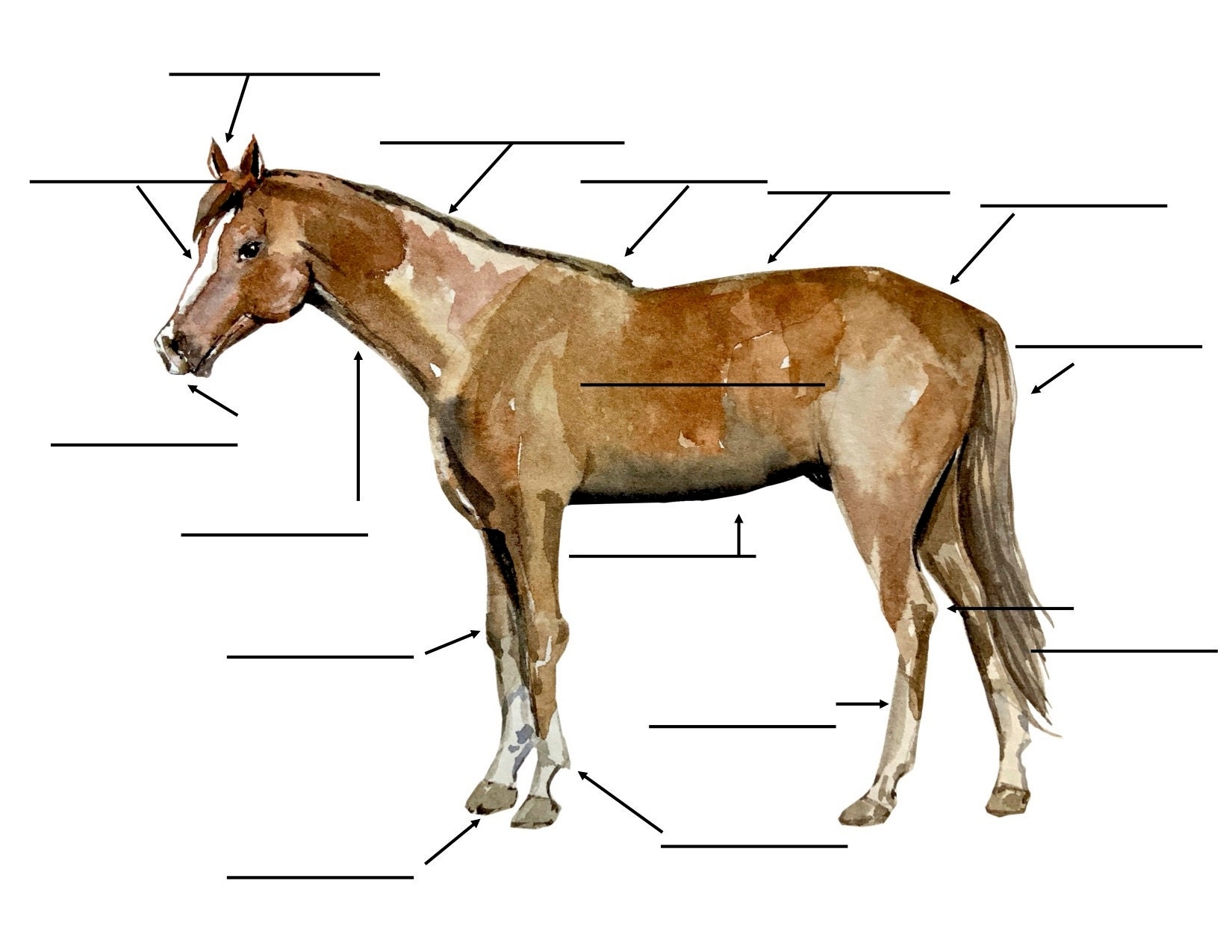 Horse Anatomy Etsy