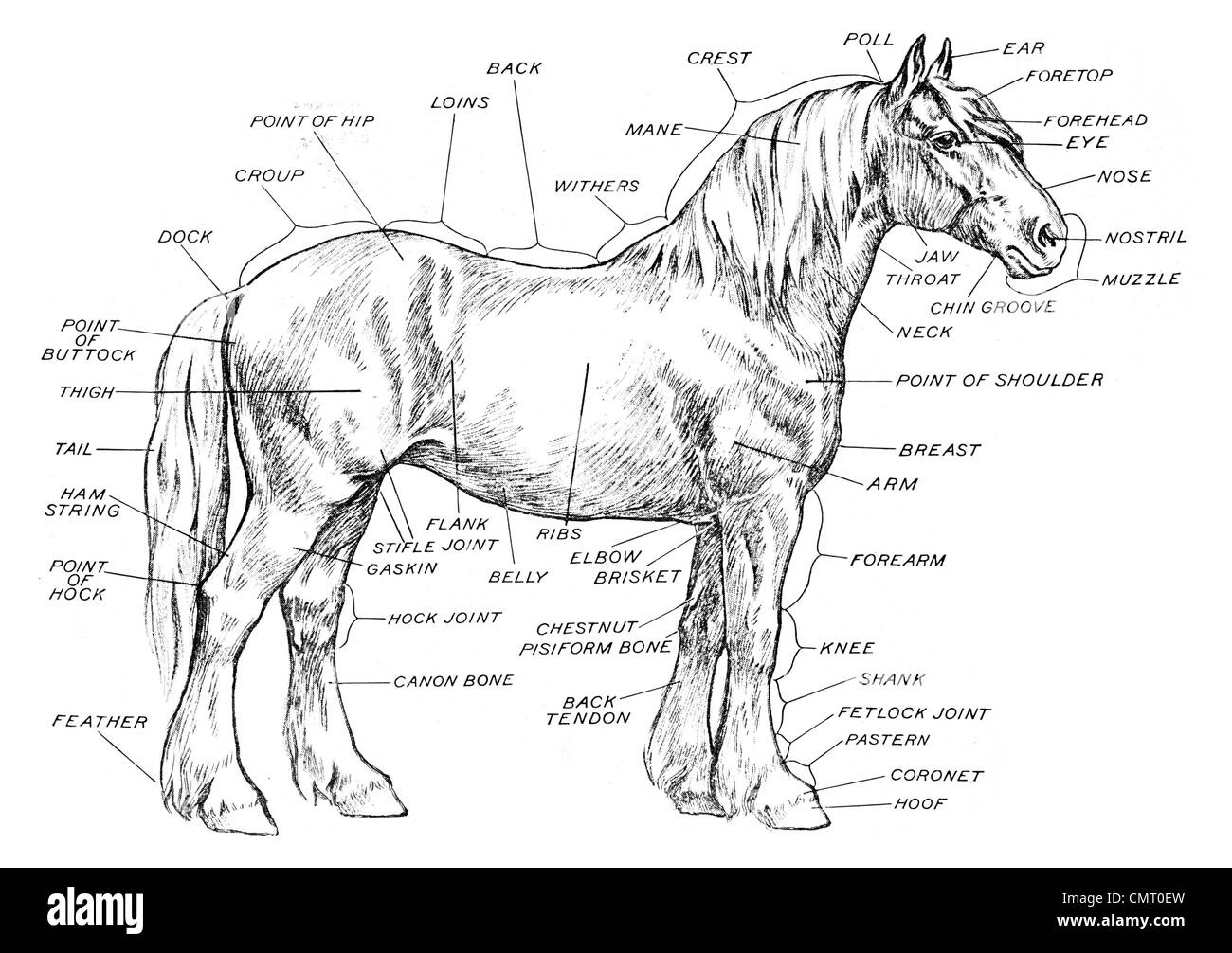 Printable Horse.Anatomy.Charts