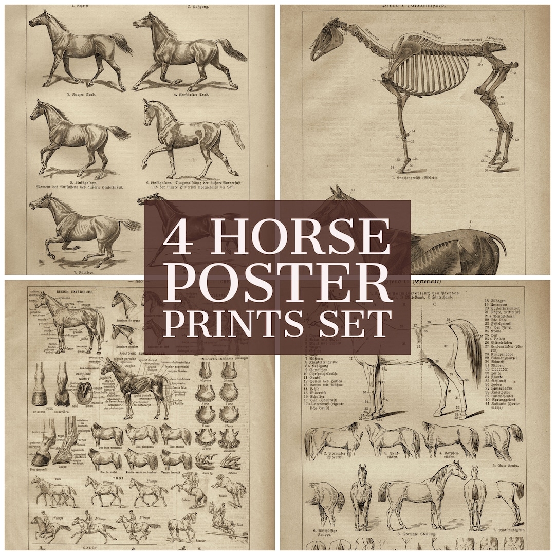 Horse Posters For Wall Equine Surface Anatomy Chart Horse Definition Surface Anatomy