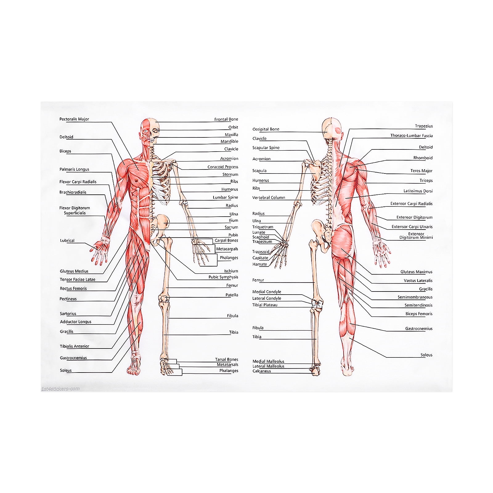 Printable Human Anatomy Chart