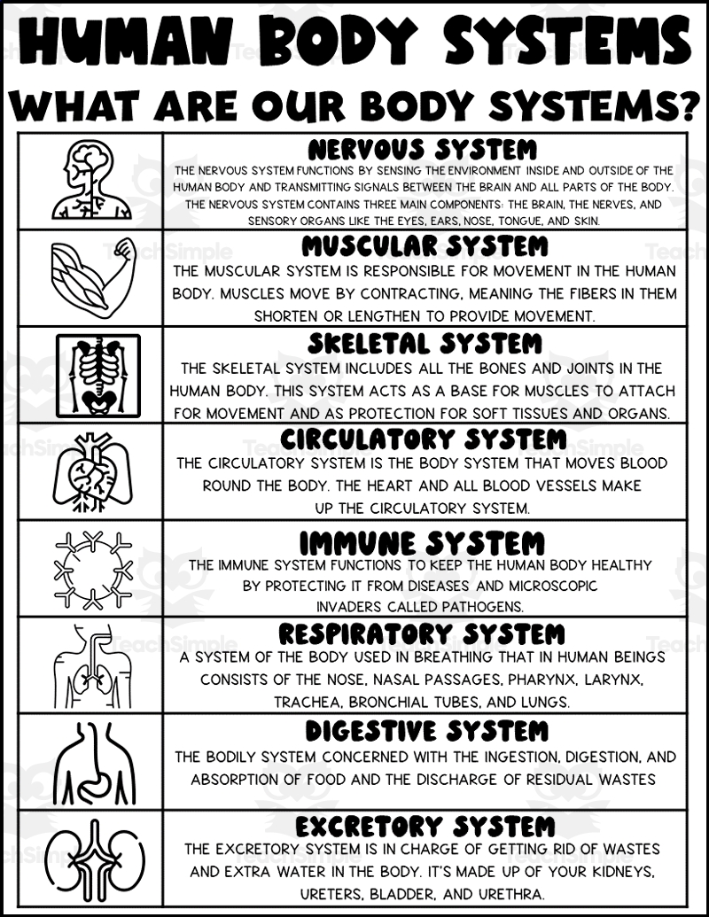 Human Body Systems Printable By Teach Simple