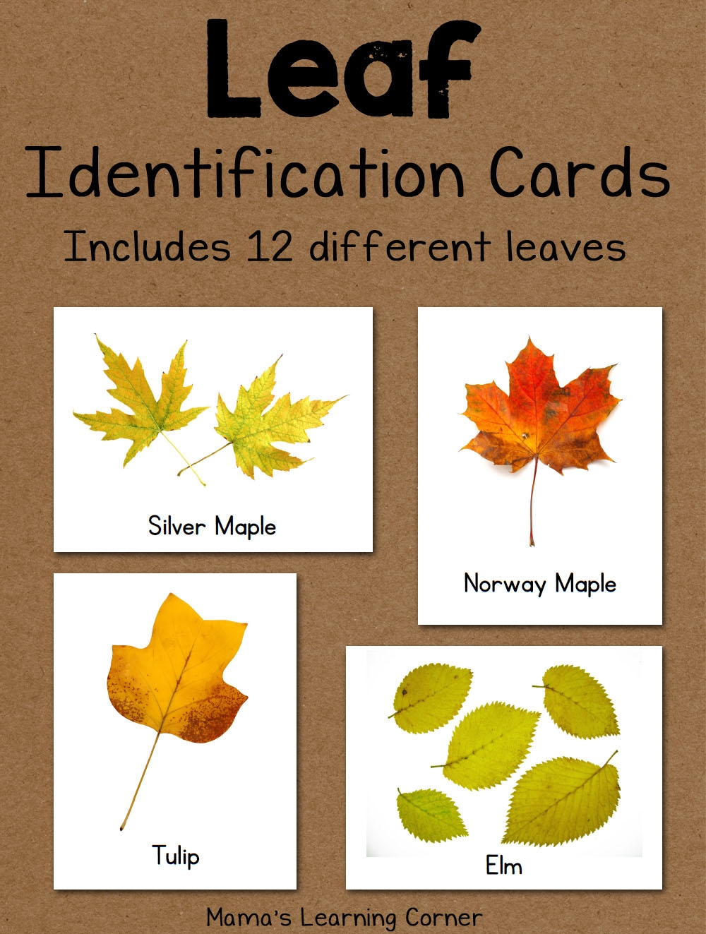 Leaf Identification Cards Mamas Learning Corner Leaf Identification Cards Mamas Learning Corner