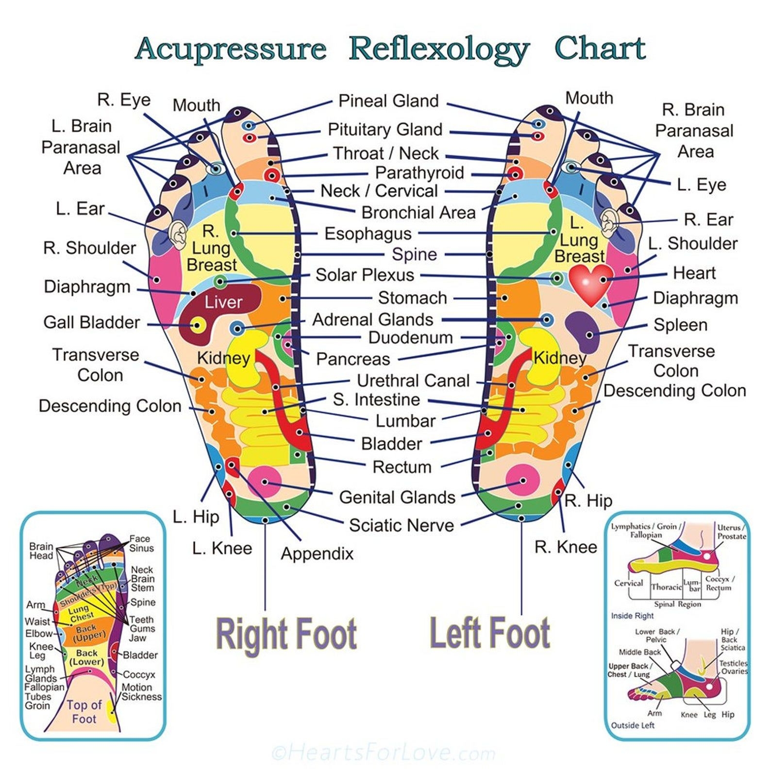 Nautical Chart Home D cor Posters With Panorama Reflexology Foot Chart Poster Detailed Acupuncture Point Anatomy Diagram Foot Reflexology Acupuncture Point Anatomy Diagram Poster