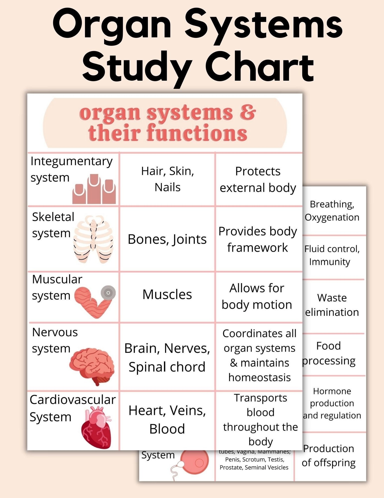 Organ Systems Study Chart Etsy