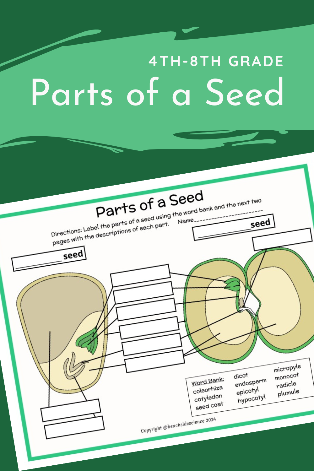 Parts Of A Seed Diagram Beachside Homeschool Parts Of A Seed Diagram Beachside Homeschool