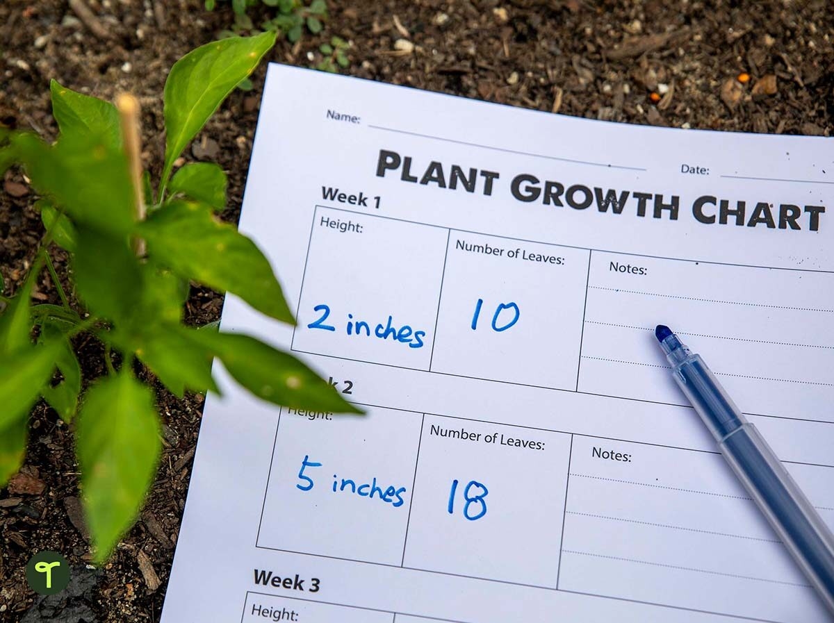 Plant Growth Chart Worksheet Teach Starter Plant Growth Chart Worksheet Teach Starter