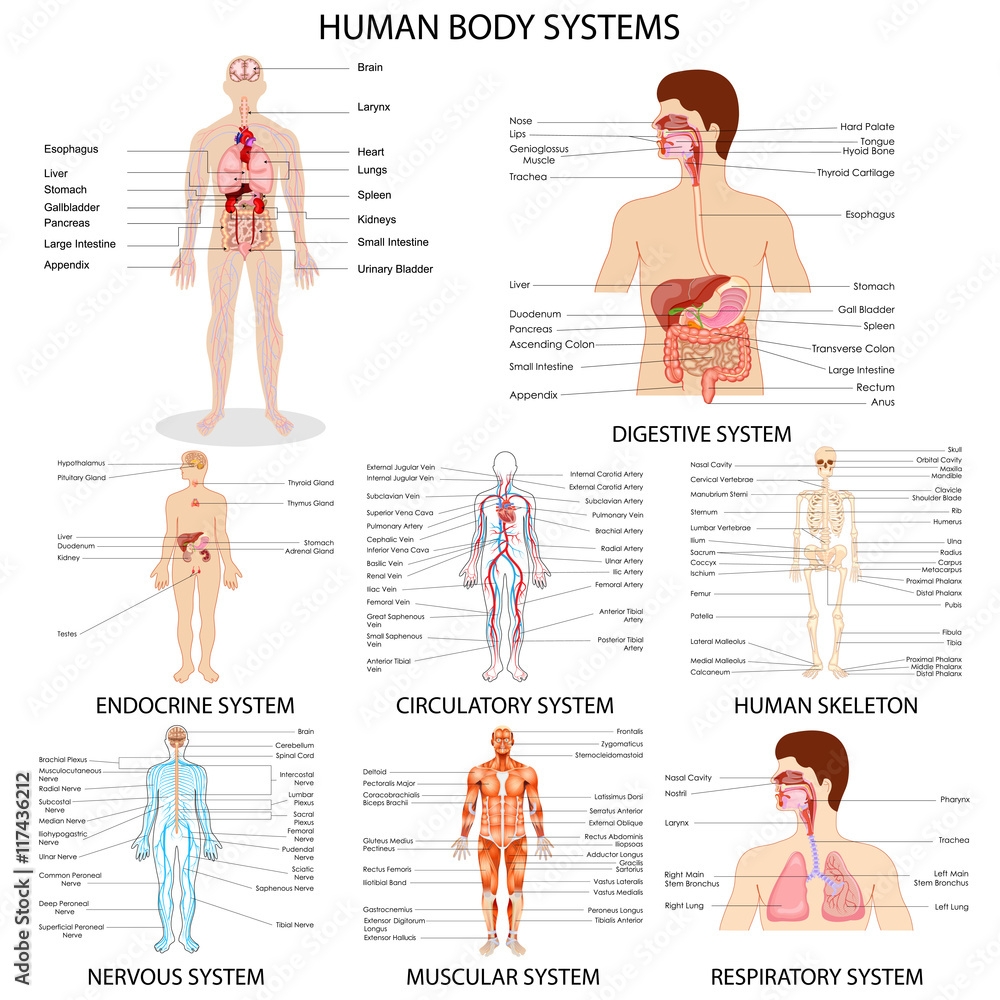 Poster Chart Of Different Human Organ System Wall Art UkPosters