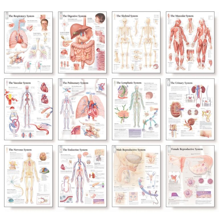 Scientific Publishing The Complete Body System Chart Set