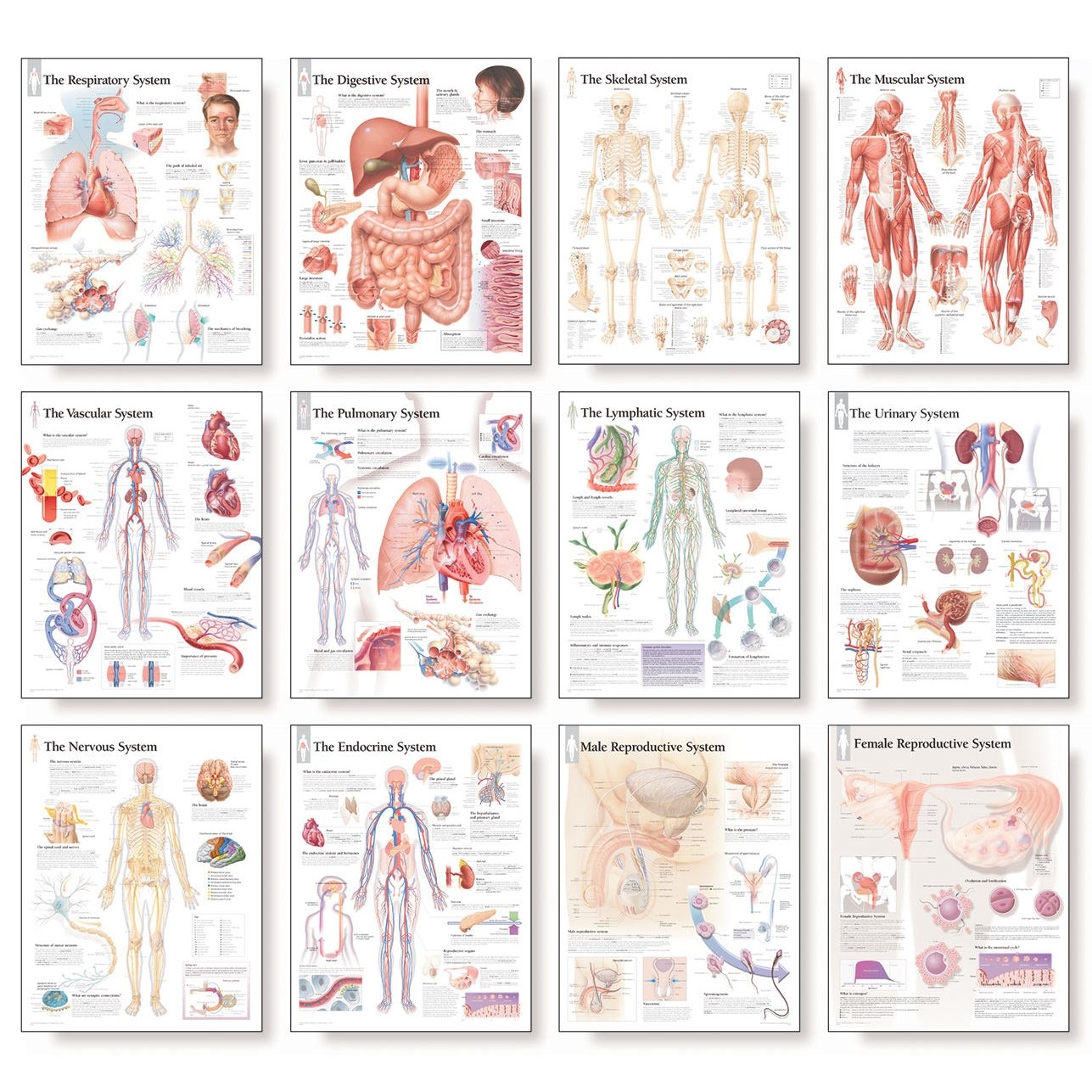 Scientific Publishing The Complete Body System Chart Set