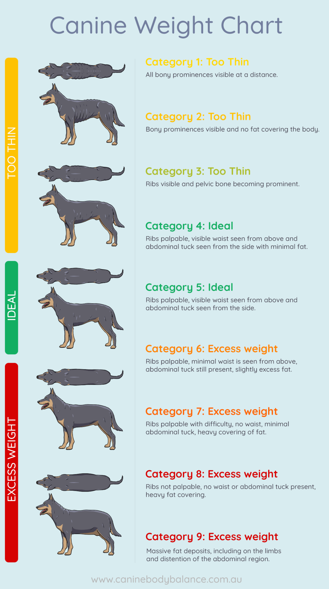 Dog Weight Loss Chart