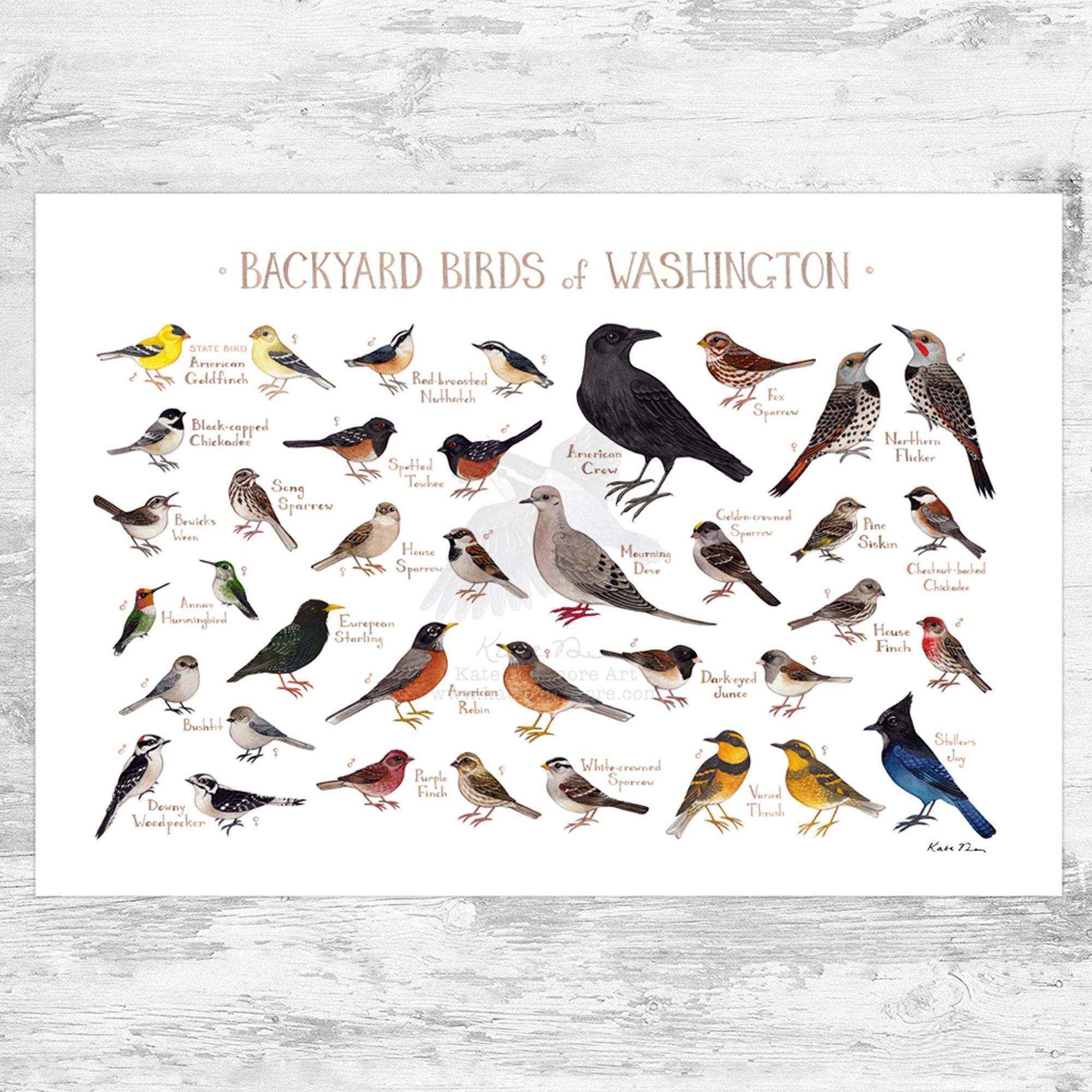 State Bird Chart Etsy State Bird Chart Etsy