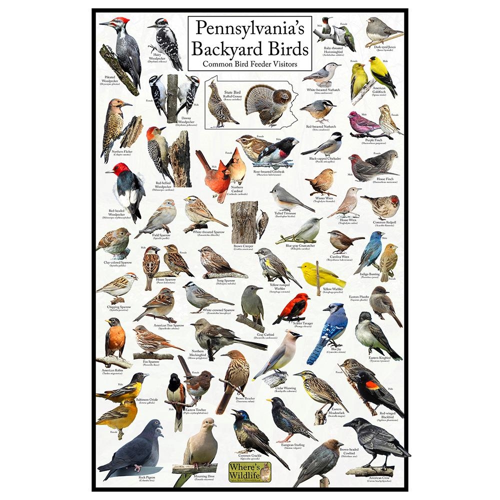 State Bird Chart Etsy State Bird Chart Etsy