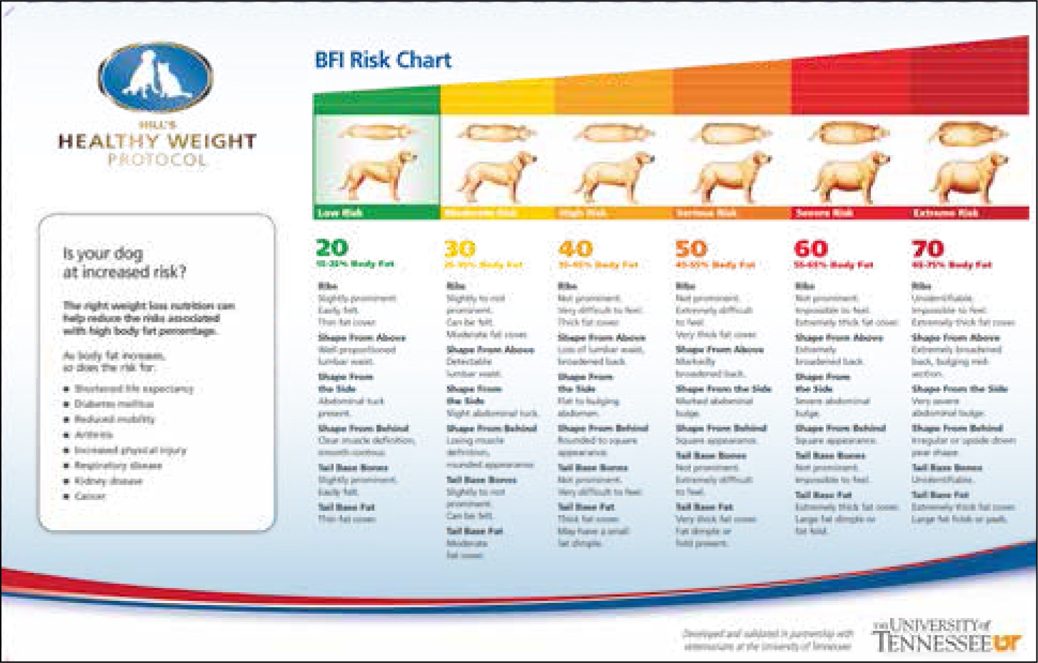 The Veterinary Nurse How To Approach Weight Loss In The Obese Canine