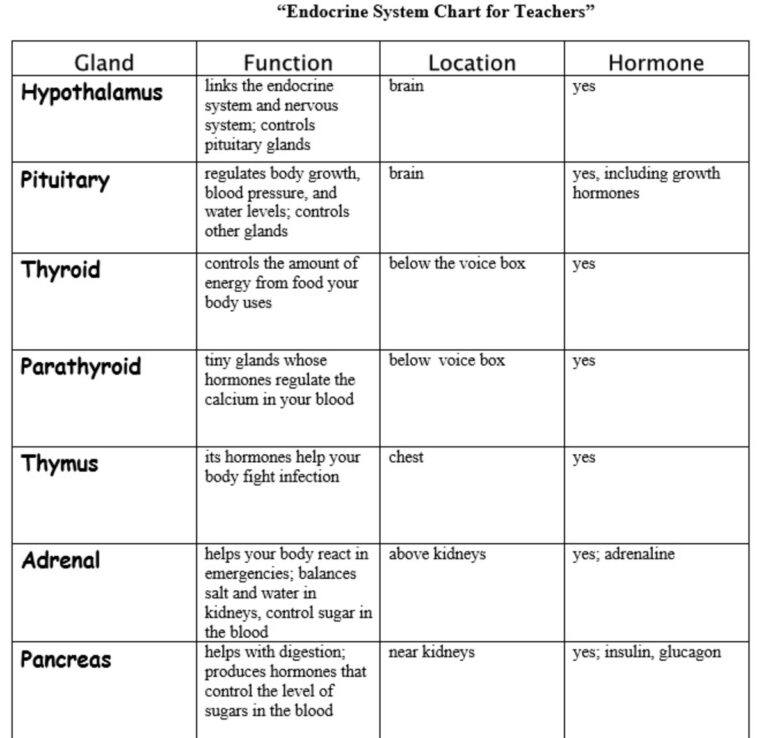Thymus Gland Hormones Endocrine System Anatomy Chart Educational Poster Endocrine Glands In Detail