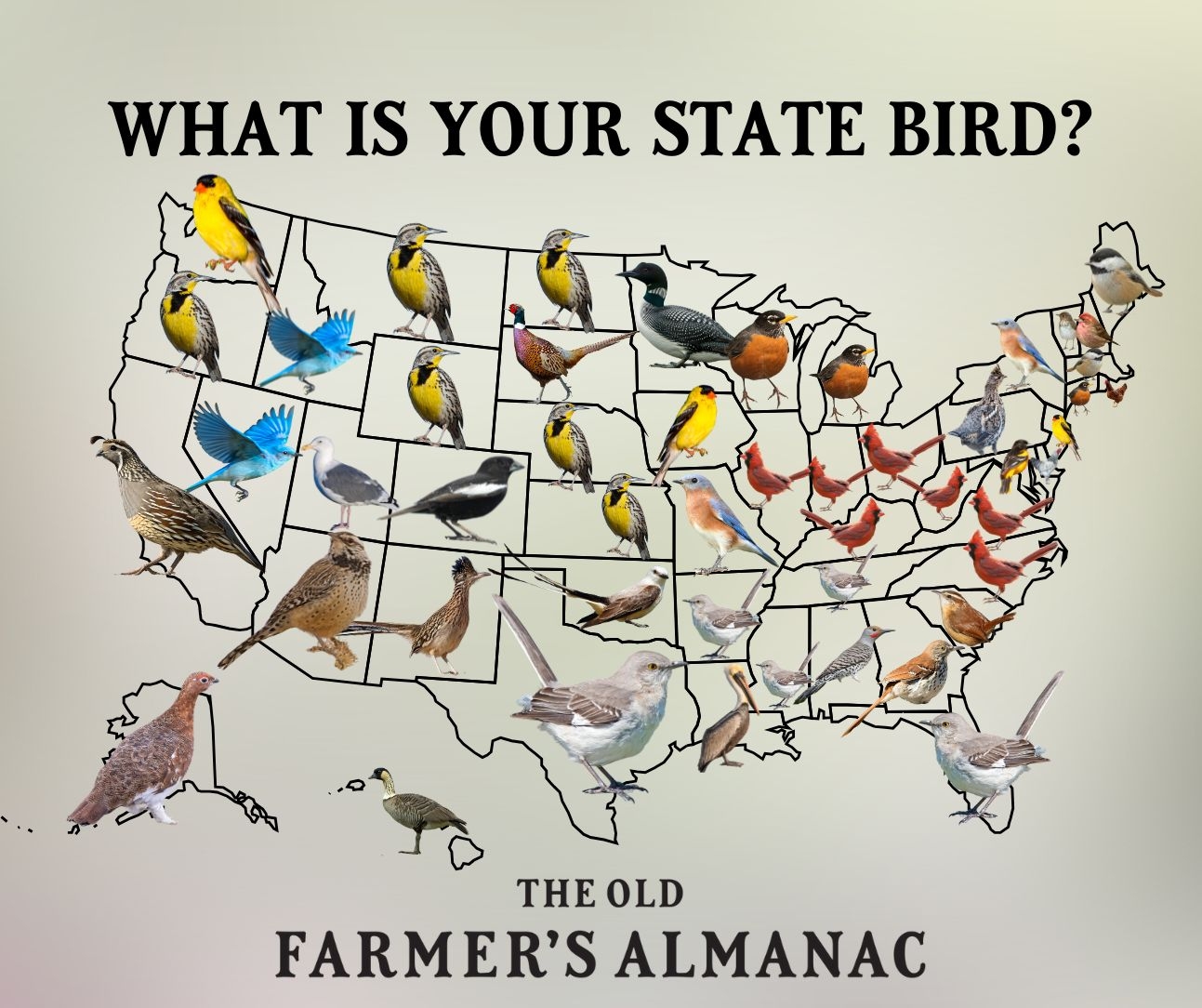 U S State Birds Complete List Of State Birds And Their Scientific Names Almanac U S State Birds Complete List Of State Birds And Their Scientific Names Almanac