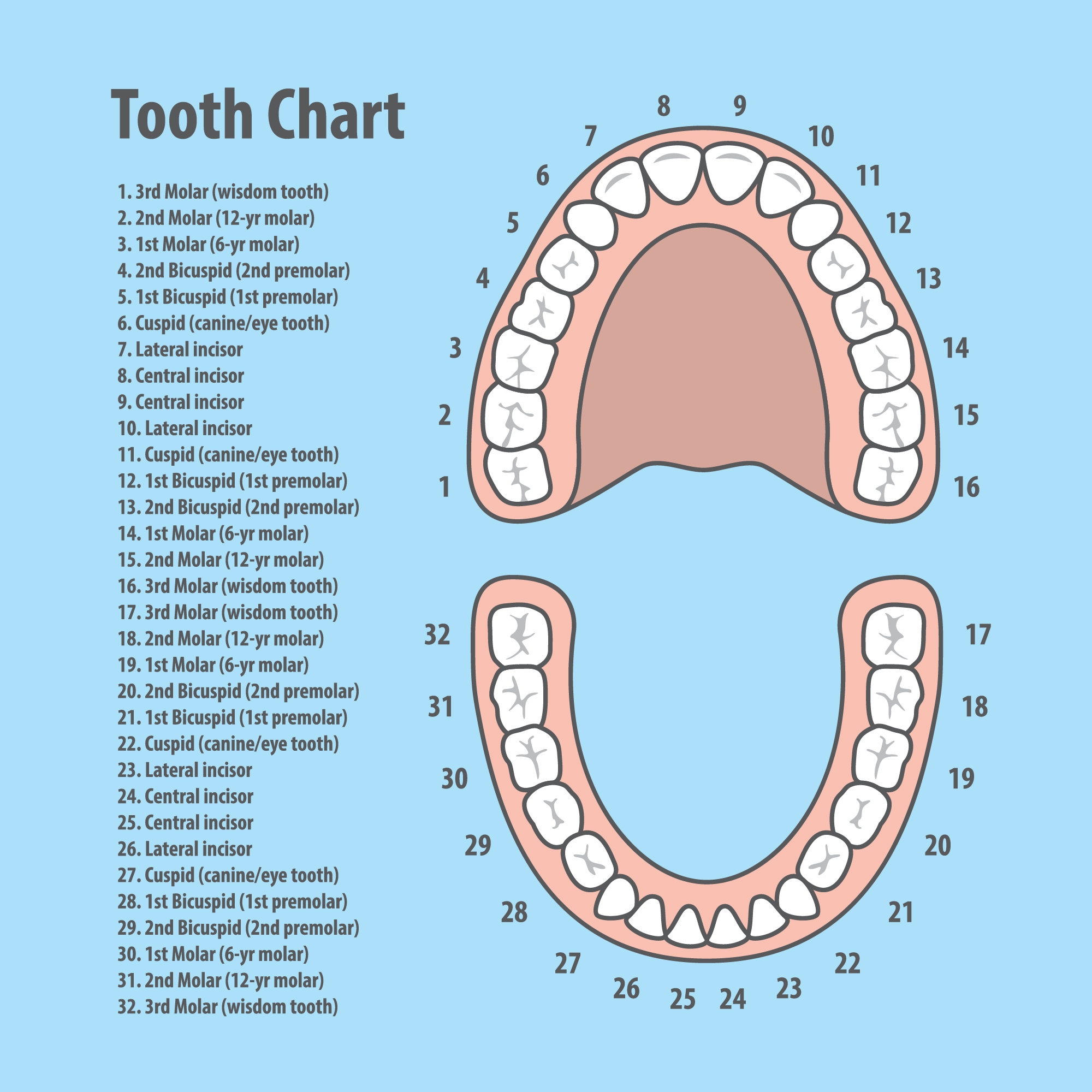 Understanding Dental Lingo Tooth Numbers Quadrants And Gum Scores Maple Park Dental Understanding Dental Lingo Tooth Numbers Quadrants And Gum Scores Maple Park Dental